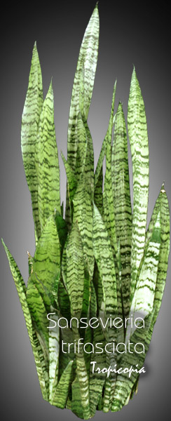 Sansevieria - Sansevieria trifasciata - Snake plant